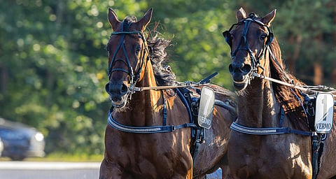 Endurance Boy (vas.) hyödynsi voimiaan karsinnoissa ja kiri kärjen ylivauhdin jälkeen maaliin ensimmäisenä. BWT Jackpot on nopea tamma, joka kiisi karsintavoittoon kuin tuulispää johtavan takaa tilaa saatuaan.