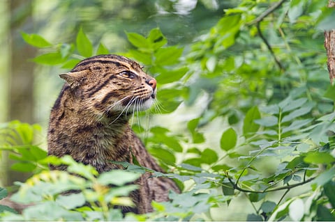 The uniqueness of the fishing cat has made it a flagship species to champion the protection of wetlands. Photo courtesy: Emmanuel Keller