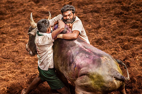 Two men grip the hump of a bull at a Jallikattu event, a bull-taming sport in Tamil Nadu. The background shows the ground of churned-up brown dirt. The men display intense focus and physical effort as they hold onto the charging bull, which is covered in patches of coloured powder.