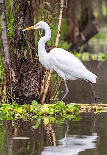 'The Biology of Cranes' - A Special View