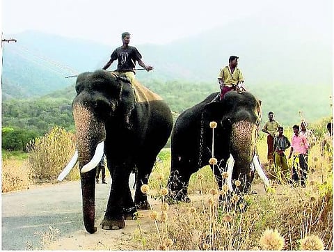 கோவை: கும்கிகள் வீரமிக்கதா? பரிதாபத்திற்குரியதா?