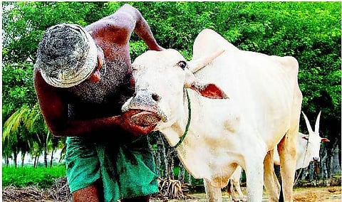 கோமாரி நோயைத் தடுத்திடுவோம்