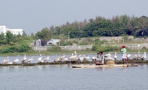 மனிதச் செயல்பாடுகளே பறவை அழிவுக்குக் காரணம்