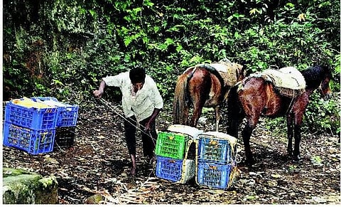 மதுரை: காய்கறிகளை விற்பனைக்கு அனுப்ப குதிரை சவாரி