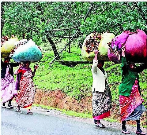 வாழ்வு கொடுத்த கற்பூர மரங்கள் அகற்றத்தால் வாழ்வாதாரம் இழக்கும் தொழிலாளர்கள்!