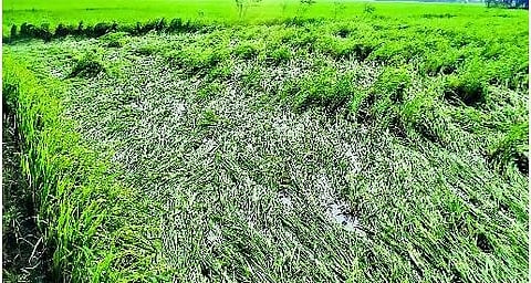மாதி புயலால் கனமழை : 6000 ஏக்கர் சம்பா நீரில் மூழ்கின