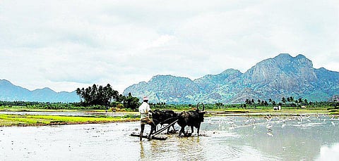 தேசிய உழவர் தினம்: அழிவின் விளிம்பில் இந்திய விவசாயம்
