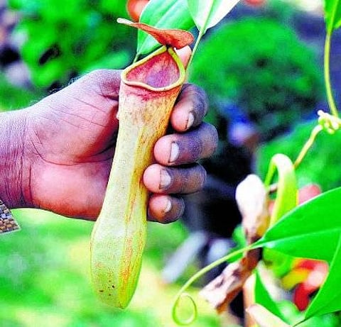 பூச்சியுண்ணும் அபூர்வ தாவரம்