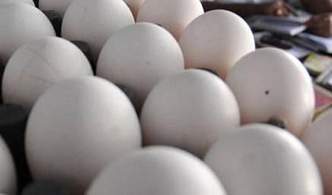 முட்டை விலை குறைத்து வழங்க இயலாது - என்இசிசி மண்டலத் தலைவர் அறிவிப்பு