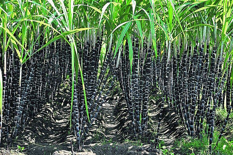 சேலம்: விலை சரிவால் செங்கரும்பு விவசாயிகள், வியாபாரிகள் வேதனை