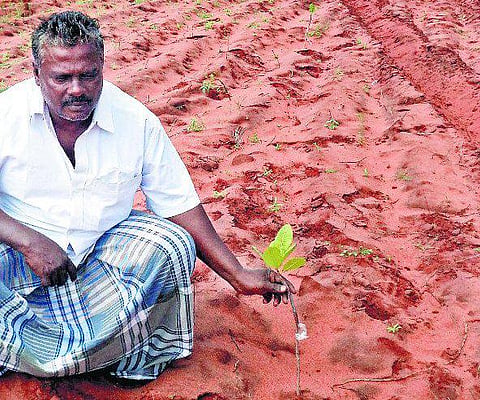தூத்துக்குடி: விளாத்திகுளம் வறட்சியை சமாளிக்க முந்திரி தோட்டக்கலைத்துறை உதவியுடன் விவசாயிகள் அசத்தல்