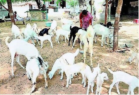 விலையில்லா ஆடுகள் வழங்கும் பணி மீண்டும் தொடக்கம்- கறவை மாடுகள் அண்டை மாநிலங்களில் வாங்கப்படும்