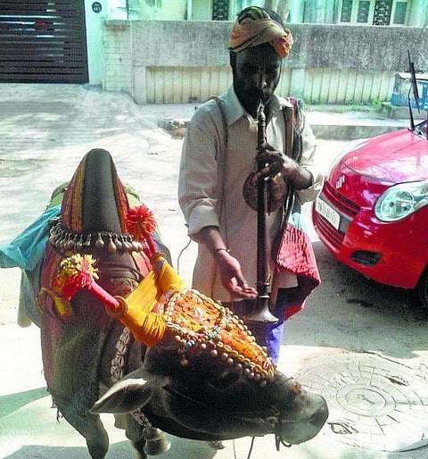 திருப்பூர்: பூம் பூம் மாட்டுக்காரர்கள்!