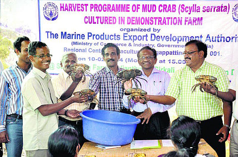 மாங்குரோவ் காடு, கல்நண்டு வளர்ப்பில் புதிய சாதனை