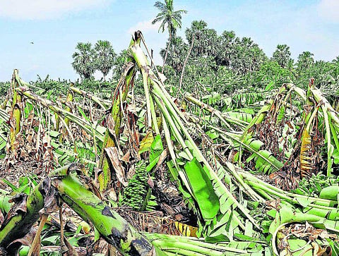 நெல்லை: முறிந்த வாழைக்கு ரூ. 3 மட்டுமே நிவாரணம்: மனம் முறியும் வாழை விவசாயிகள்