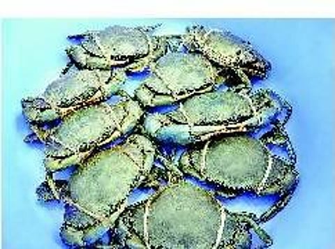 சதுப்பு நில கல்நண்டின் மகத்துவம்