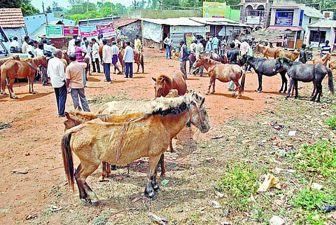 திண்டுக்கல்: வறட்சியால் பொதி தூக்கிகளுக்கு வந்தது ஆபத்து: குதிரைகளுக்கு பரவும் டெட்டனஸ் நோய்