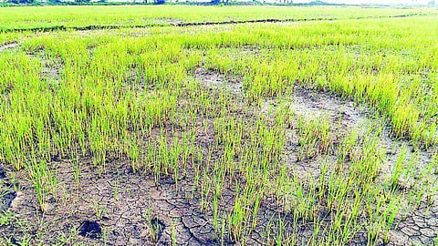 வாடும் பயிர்களைக் காக்க போராடும் விருதுநகர் மாவட்ட விவசாயிகள்