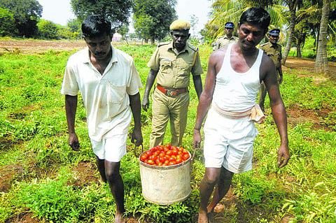 கம்பிகளுக்குப் பின்னே துளிர்ந்த இயற்கை விவசாயம்