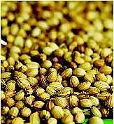 உணவே மருந்து: மல்லி விதை மகிமை