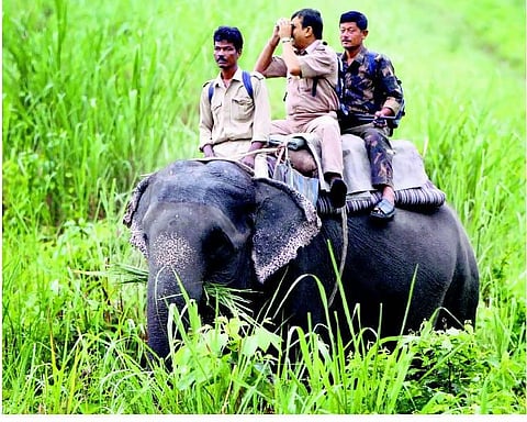 இயற்கை அழிவு: அணி நிழற் காடு