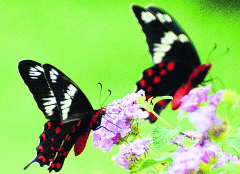 வண்ணத்துப் பூச்சி: நீண்ட தூரப் பயணம்!