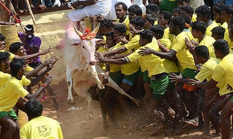 காளைகள் துன்புறுத்தப்படுகின்றனவா?: ஜல்லிக்கட்டு வழக்கில் உச்ச நீதிமன்றம் கேள்வி