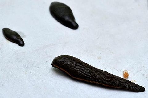 விந்தை உயிரிகள்: ரத்தம் உறிஞ்சும் அட்டைகள்