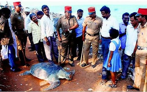 தாயகம் தேடிவரும் ஆமைகள்