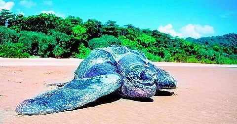 தோணி ஆமைக்கு மறுவாழ்வு