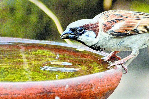 சங்கப் பாடலில் நனைந்த சிட்டுக் குருவி