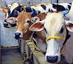 சுத்தி செய்யும் பஞ்சகவ்யம்