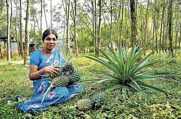கன்னியாகுமரி பெண் விவசாயியின் அசத்தும் இயற்கை அன்னாசி