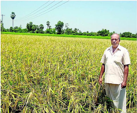 கால் கிலோ விதை நெல்லில் ஒரு ஏக்கரில் நடவு- விவசாயி பெருமாள் சாதனை