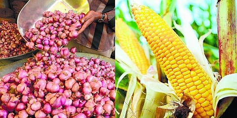 மக்காச்சோளம், சின்ன வெங்காயத்தின் விலை: வேளாண் விற்பனை மையம் புது தகவல்