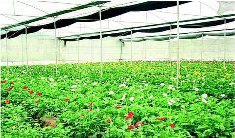 பசுமைக் குடில் சாகுபடிக்கு அரசு மானியம்
