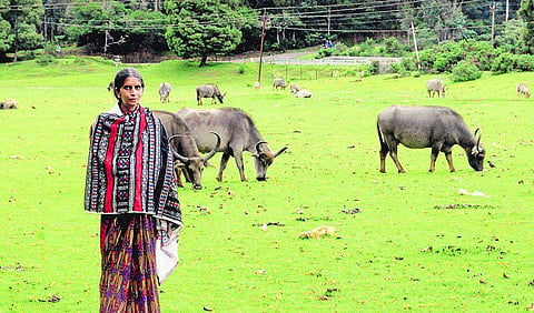 எருமைகளைக் காக்க 8 ஆண்டு போராட்டம்- தோடர்களுக்கு வழிகாட்டிய வாசமல்லி