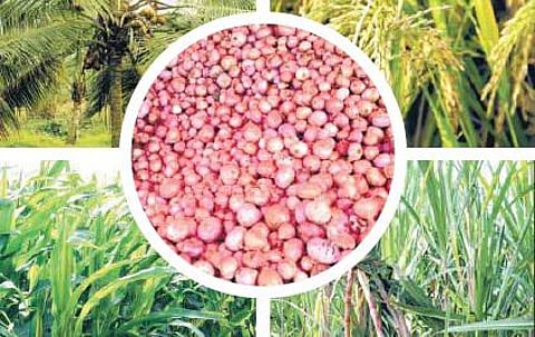 தகவல் பலகை: பயிர் காப்பீடு திட்டம்