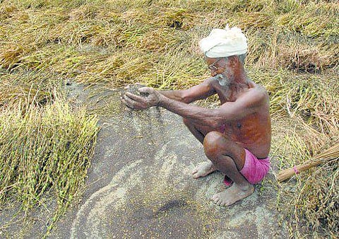 எள் விலை முன்னறிவிப்பு