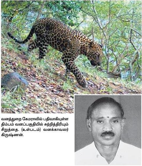 மனித வேட்டையாடும் சிறுத்தையைப் பிடிக்க கூண்டு தயார்: திம்பம் வனப்பகுதியில் வனத்துறையினர் தீவிரம்