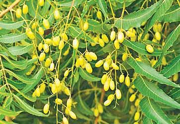 மருந்தாகும் தாவரங்கள்