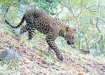 எது ஆட்கொல்லி உயிரினம்? சட்டம் சொல்லும் விளக்கம் - தேசிய புலிகள் பாதுகாப்பு ஆணைய விதிமுறை விவரம்