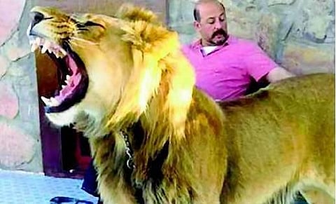 மனிதவெடிகுண்டு தாக்குதலில் ஆப்கன் அதிபரின் உறவினர் பலி