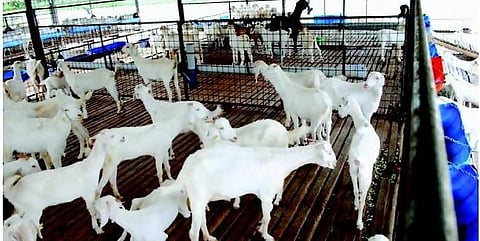 தொழில் முனைவோர் வெற்றிக்கு கால்நடை வளர்ப்பு பயிற்சிகள்