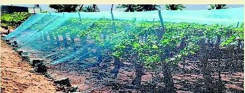 பறவைத் தடுப்பு வலைகள்