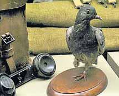 முதல் உலகப் போரும் செர்அமி புறாவும்: நினைவுகூர்கிறார், 45 ஆண்டுகளாக புறா வளர்க்கும் திருச்சி ஜெகதீசன்