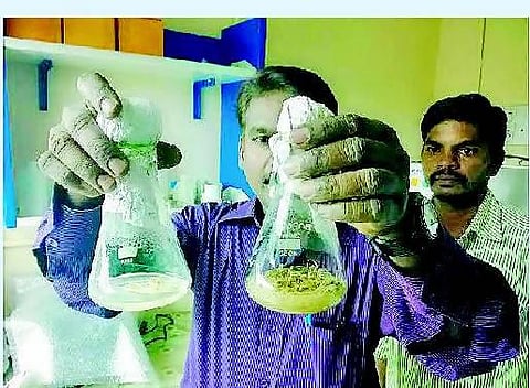 அழிந்துவரும் அரிய தாவரங்களை பாதுகாக்க ரூ.38 லட்சம் ஒதுக்கீடு: திசு வளர்ப்பு முறையில் தாவரங்களை பயிரிட்டு பெரியார் பல்கலை.யில் சாதனை