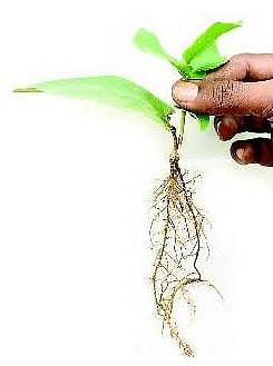 இலைகள் மூலம் நாற்று உற்பத்தி
