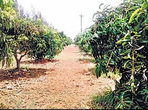வடபழனியில் ஒரு கிரவுண்ட் 5 ஆயிரம்