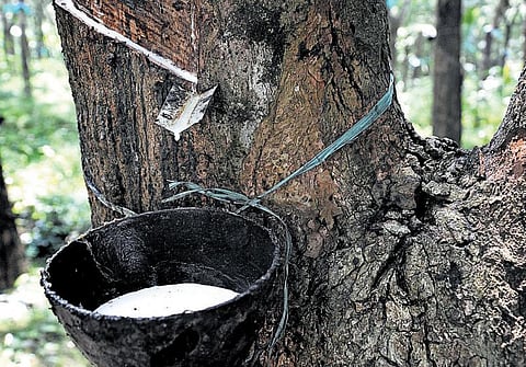 விற்பனைக்கு கட்டுப்பாடு இல்லாததால் ஆசிட் குடித்து உயிரிழப்போர் அதிகரிப்பு: கன்னியாகுமரியில் நிலவும் அவலம்